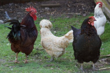 tavuk - gallus gallus