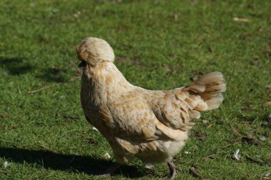Tepeli tavuk - Gallus gallus