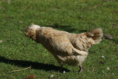 Tepeli tavuk - Gallus gallus