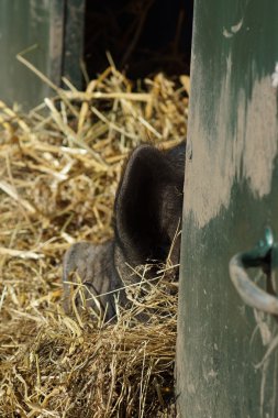 domuz uyku çiftlik - resimleri