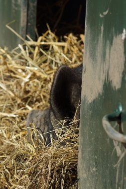 domuz uyku çiftlik - resimleri