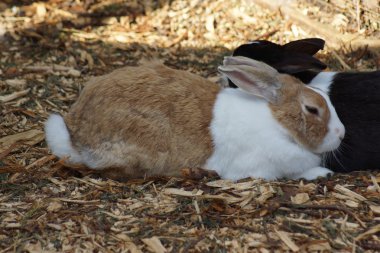 tavşan - dikkatli European