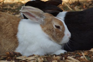 tavşan - dikkatli European