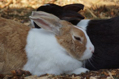 tavşan - dikkatli European