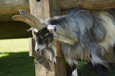 yerli keçi - capra aegagrus hircus