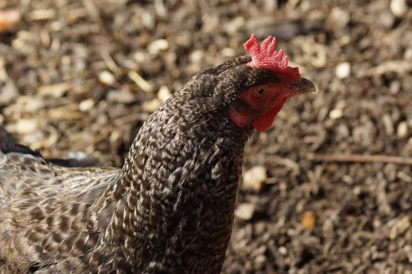 Kylling Gallus gallus – stockfoto