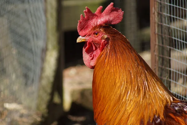 Chicken - Gallus gallus — Stock Photo, Image