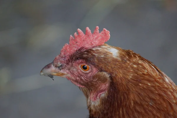 Pollo - Gallus gallus —  Fotos de Stock