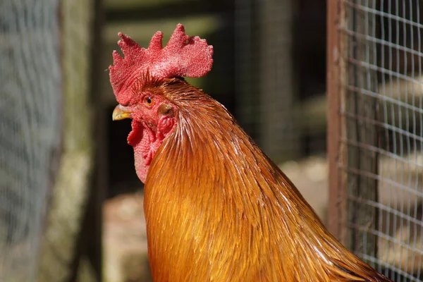 Kylling Gallus gallus – stockfoto