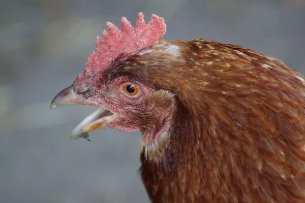 Chicken - Gallus gallus — Stock Photo, Image