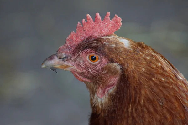 Kurczak - gallus gallus — Zdjęcie stockowe