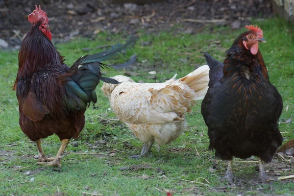 Chicken - Gallus gallus — Stock Photo, Image