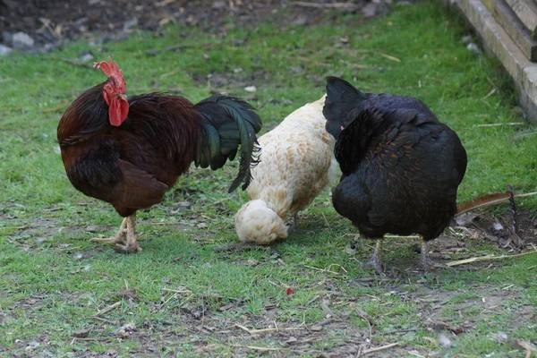 Chicken - Gallus gallus — Stock Photo, Image