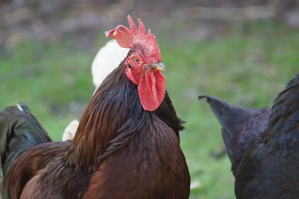 Kylling Gallus gallus – stockfoto