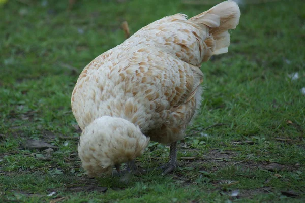 Crested Chicken - Gallus gallus — Stock Photo, Image