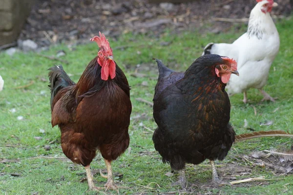 Pollo - Gallus gallus — Foto de Stock