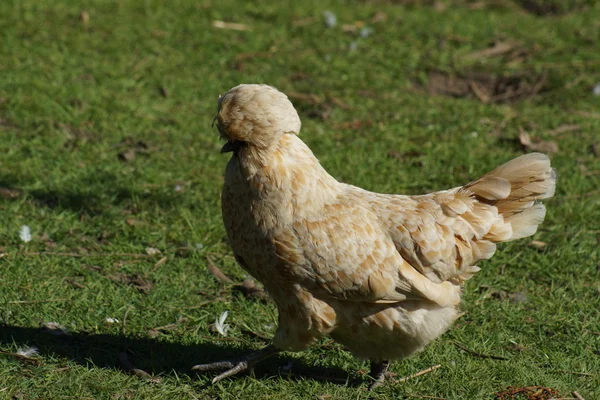 Kylling med tilslag - Gallus gallus – stockfoto