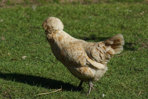 Crested Chicken - Gallus gallus — Stock Photo, Image