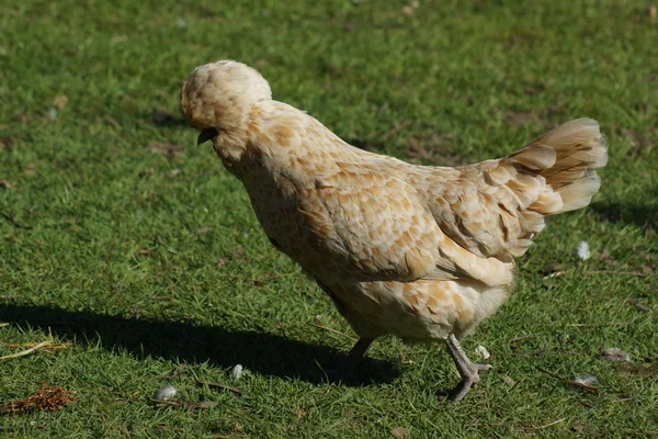 Búbos csirke - a Gallus gallus fajba tartozó — Stock Fotó