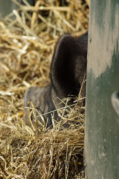 Images from the Farmyard - Sleeping Pig — Stock Photo, Image