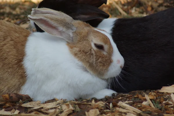 Rabbit - Oryctolagus cuniculus — Stock Photo, Image