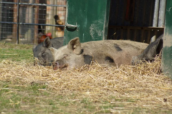 Beelden van het erf - slapen varken — Stockfoto