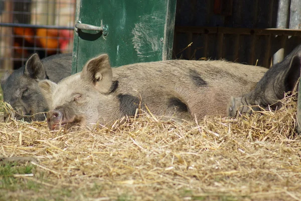 Imágenes del corral - Cerdo dormido — Foto de Stock