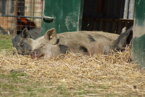 从农家院-睡猪的图像 — 图库照片