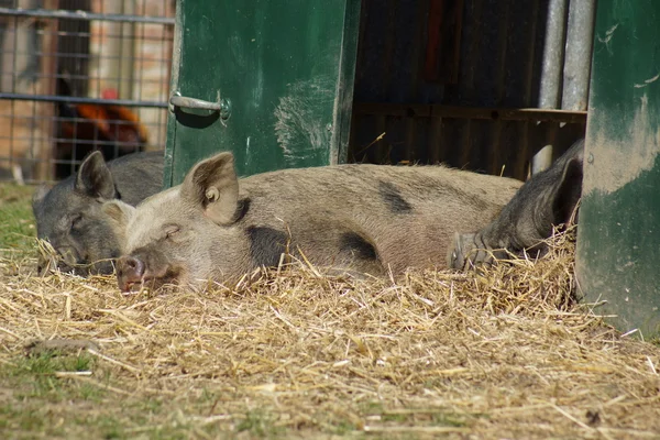 Imágenes del corral - Cerdo dormido — Foto de Stock