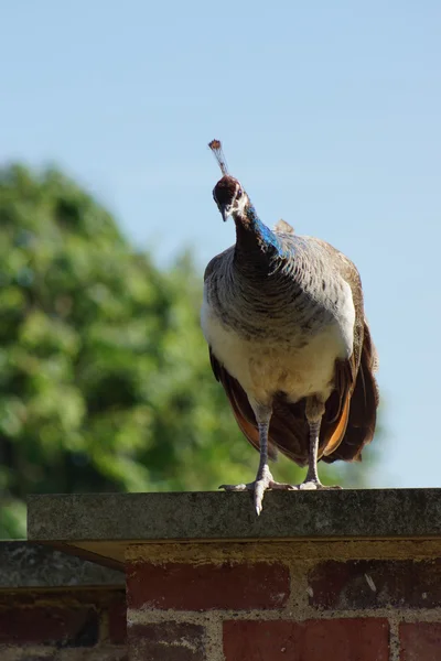 Indisk påfågel - peahen - pavo cristatus — Stockfoto