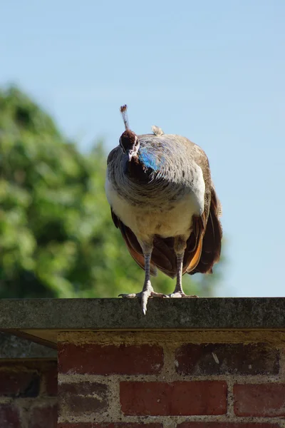 Indiase Pauw - peahen - pavo cristatus — Stockfoto