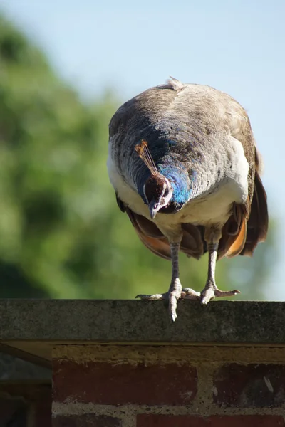 Peafowl indio - Peahen - Pavo cristatus — Foto de Stock