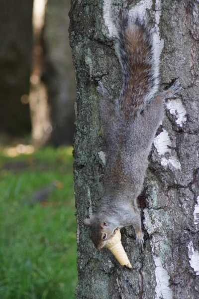 Grey Squirrel - Sciurus carolinensis — Stock Photo, Image