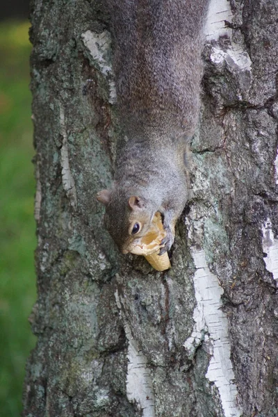 Esquilo cinzento - Sciurus carolinensis — Fotografia de Stock