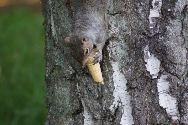 Серая белка - Sciurus carollensis — стоковое фото