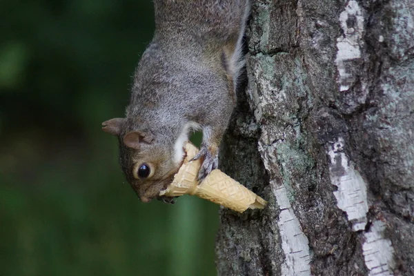 Écureuil gris - Sciurus carolinensis — Photo