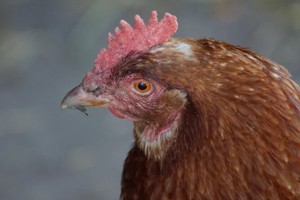 Chicken - Gallus gallus Royalty Free Stock Images
