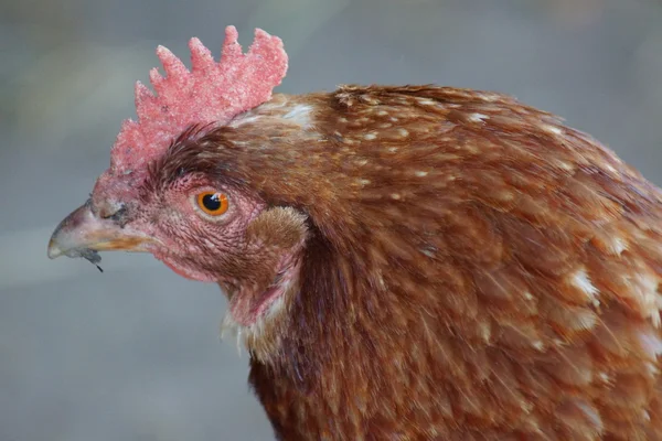 Chicken - Gallus gallus Royalty Free Stock Images