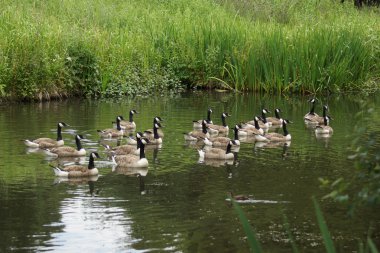 Kanada kazı - Branta kanadensis