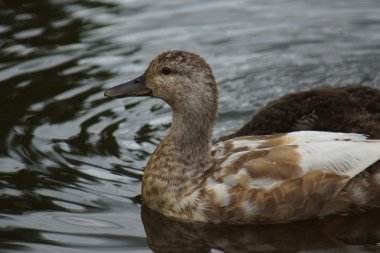 Yaban ördeği - anas platyrhynchos