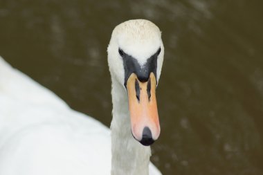 sessiz kuğu - cygnus olor