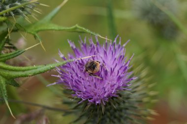 Batı bal arısı - Apis mellifera
