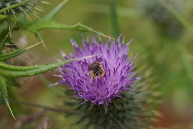 Batı bal arısı - Apis mellifera