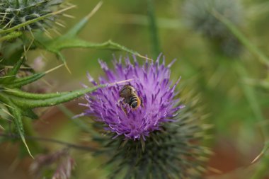 Batı bal arısı - Apis mellifera