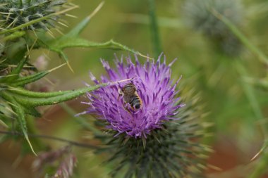 Batı bal arısı - Apis mellifera