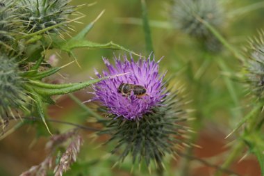 Batı bal arısı - Apis mellifera