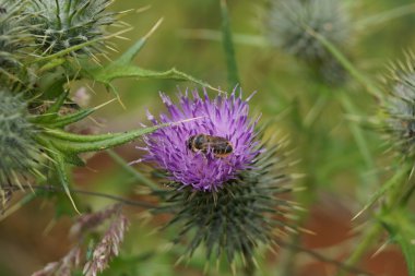 Batı bal arısı - Apis mellifera