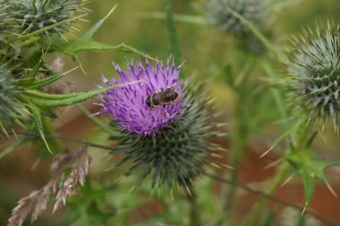 Batı bal arısı - Apis mellifera