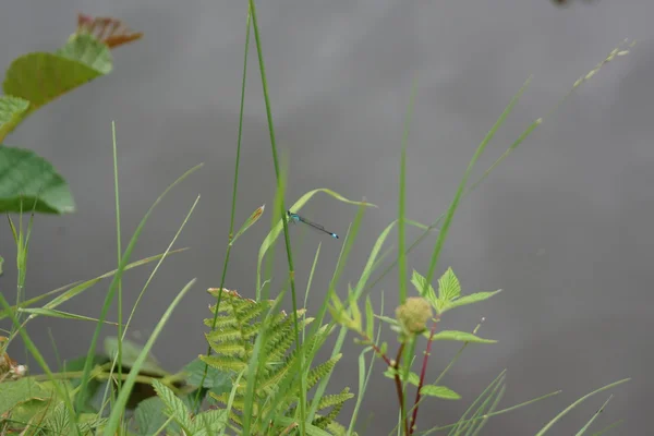 Libelinha-de-cauda-azul - ischnura elegans — Fotografia de Stock