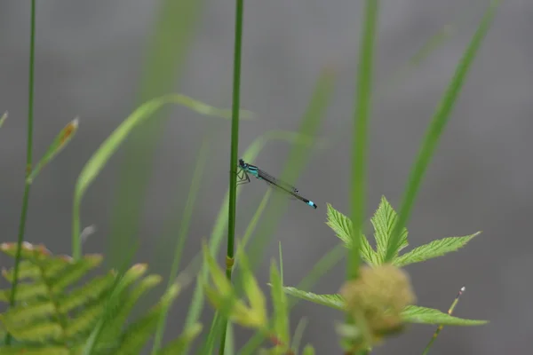 Libelinha-de-cauda-azul - ischnura elegans — Fotografia de Stock